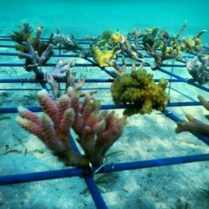 Coral Spider Grid Small (8 corals)