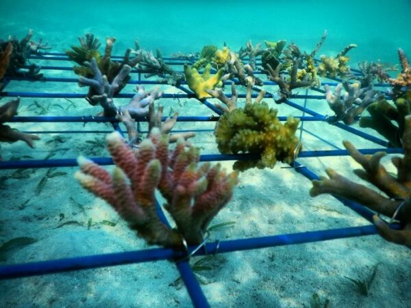 Coral Spider Grid Small (8 corals)