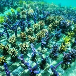 Coral Spider Grid Big (32 corals)