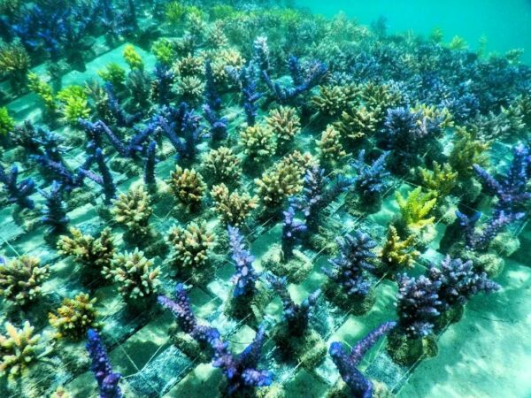 Random coral - Image 4
