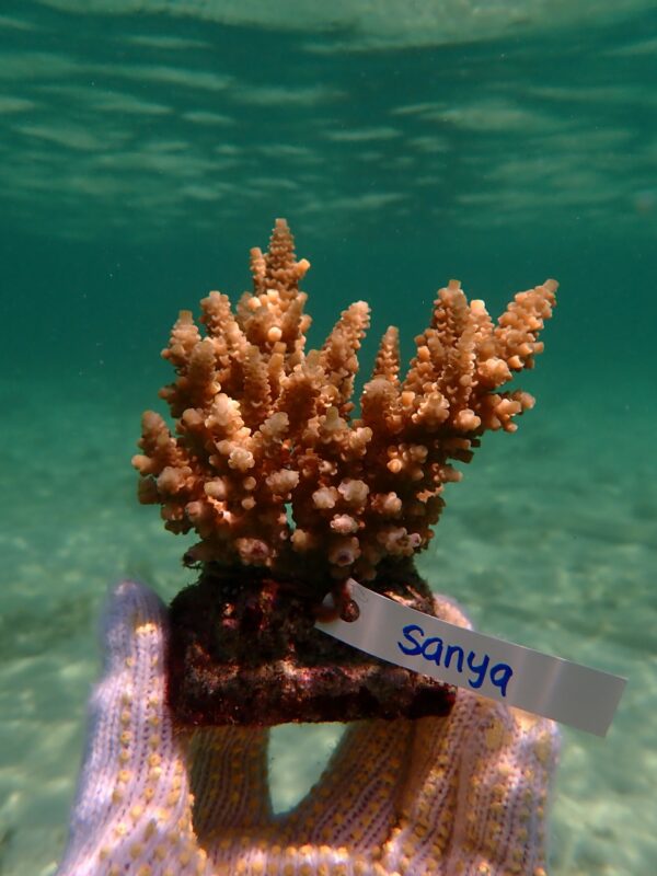 Random coral - Image 2