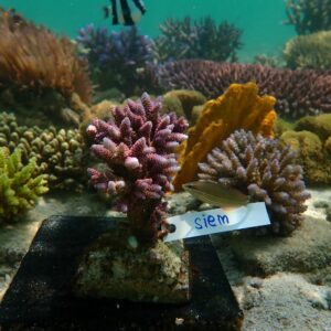 Random coral