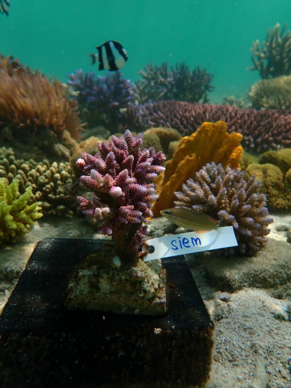 Choose your coral